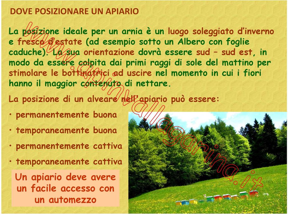 La sua orientazione dovrà essere sud sud est, in modo da essere colpita dai primi raggi di sole del mattino per stimolare le bottinatrici ad