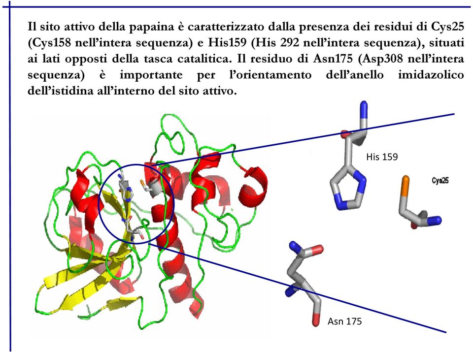 della tasca catalitica.