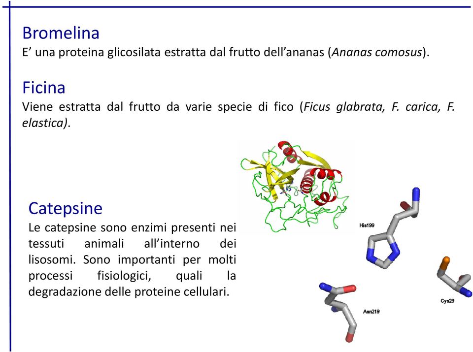 elastica).