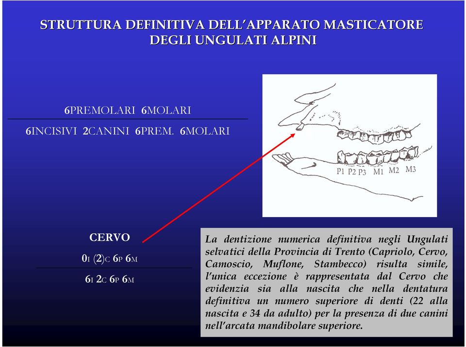 (Capriolo, Cervo, Camoscio, Muflone, Stambecco) risulta simile, l unica eccezione è rappresentata dal Cervo che evidenzia sia alla