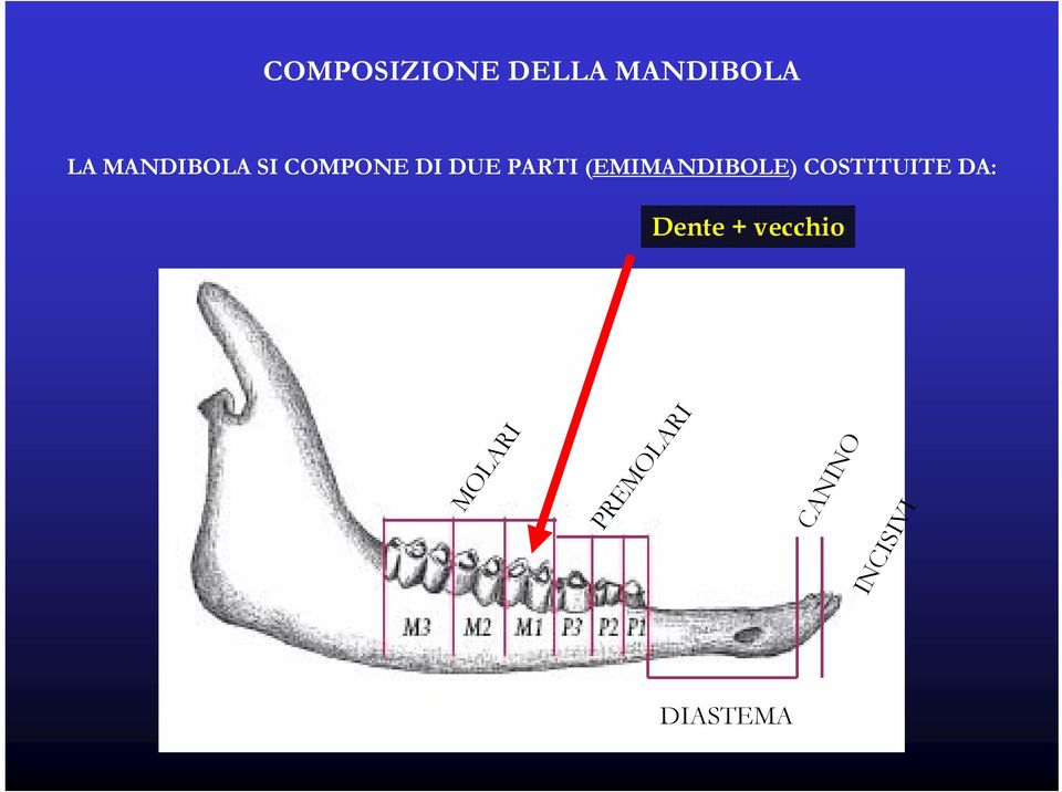 (EMIMANDIBOLE) COSTITUITE DA: Dente +