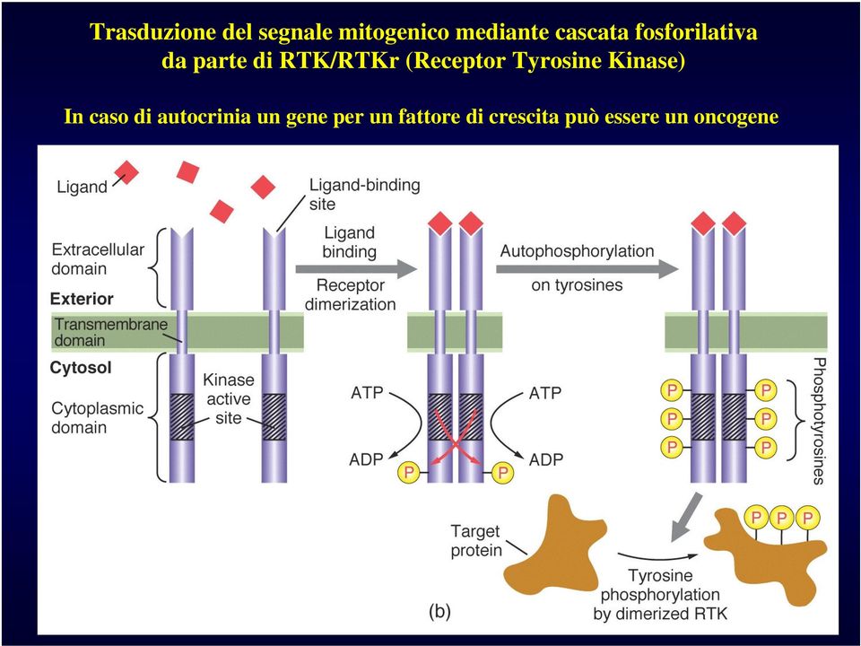 (Receptor Tyrosine Kinase) In caso di autocrinia