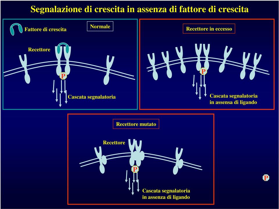 Cascata segnalatoria Cascata segnalatoria in assensa di ligando