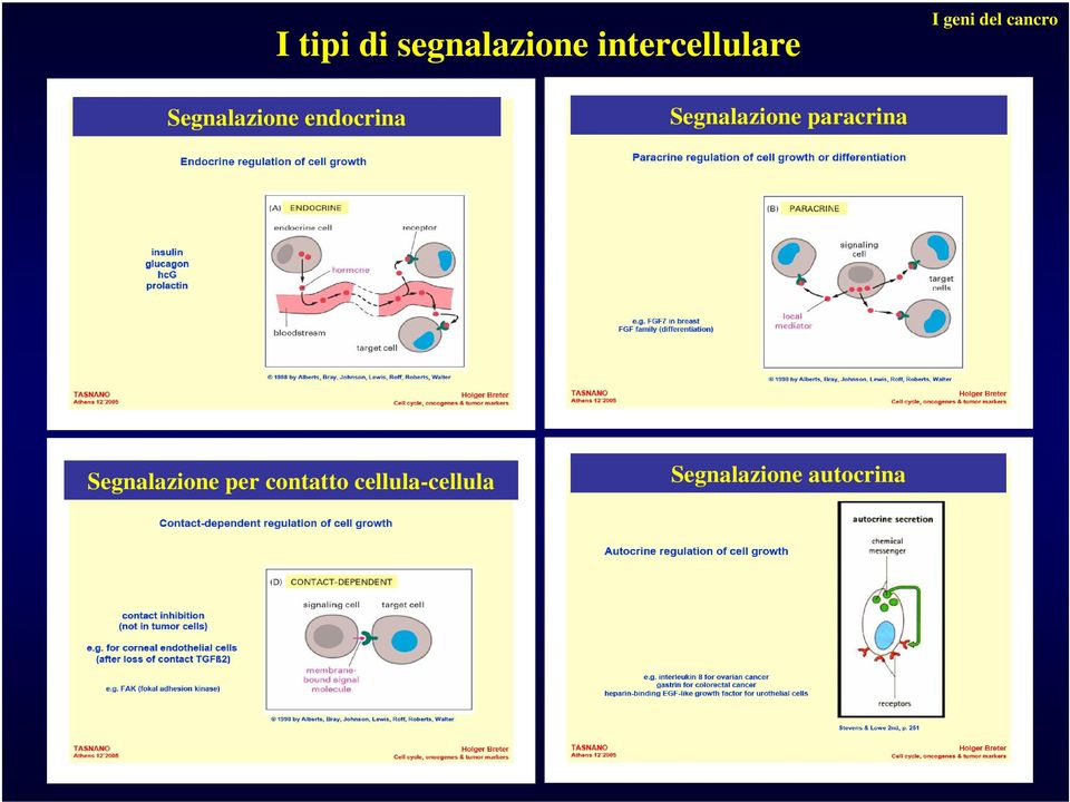 Segnalazione paracrina Segnalazione per