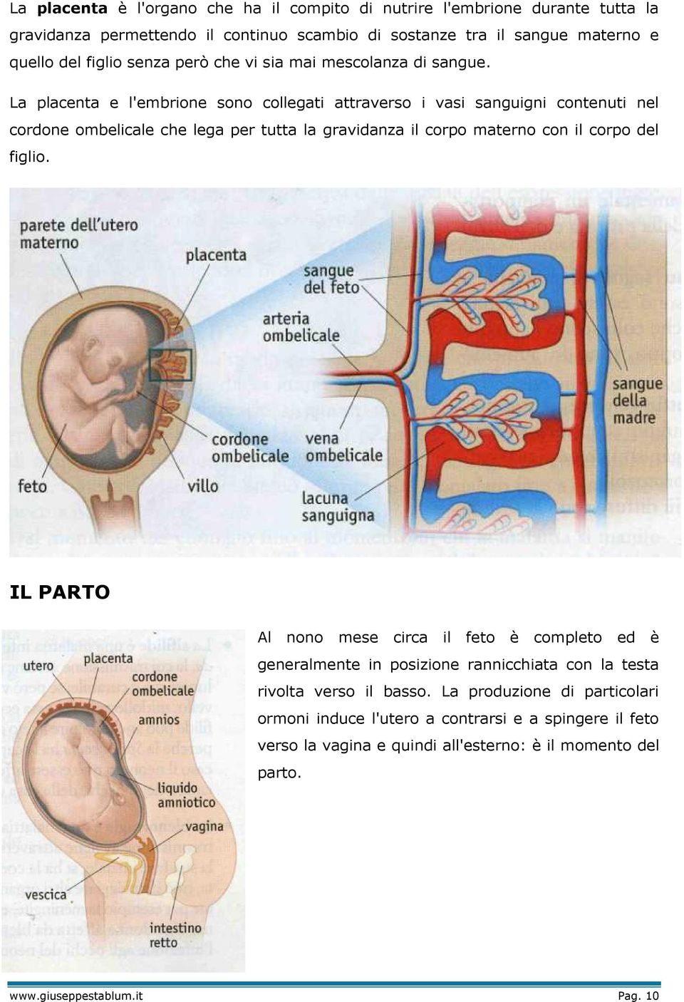 La placenta e l'embrione sono collegati attraverso i vasi sanguigni contenuti nel cordone ombelicale che lega per tutta la gravidanza il corpo materno con il corpo del figlio.