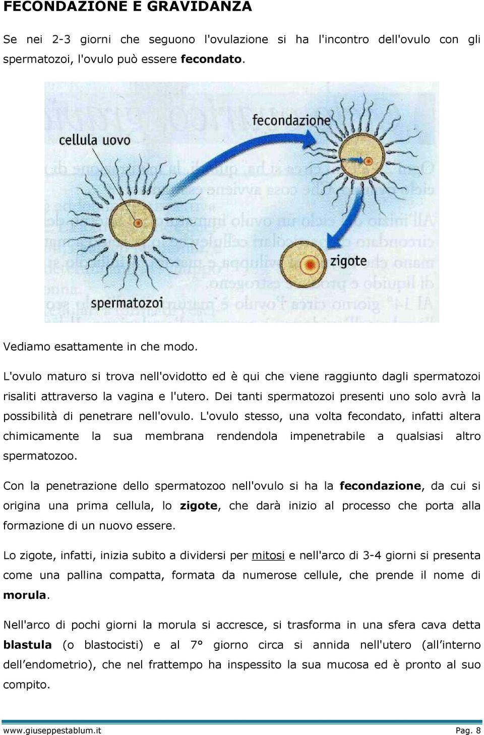 Dei tanti spermatozoi presenti uno solo avrà la possibilità di penetrare nell'ovulo.