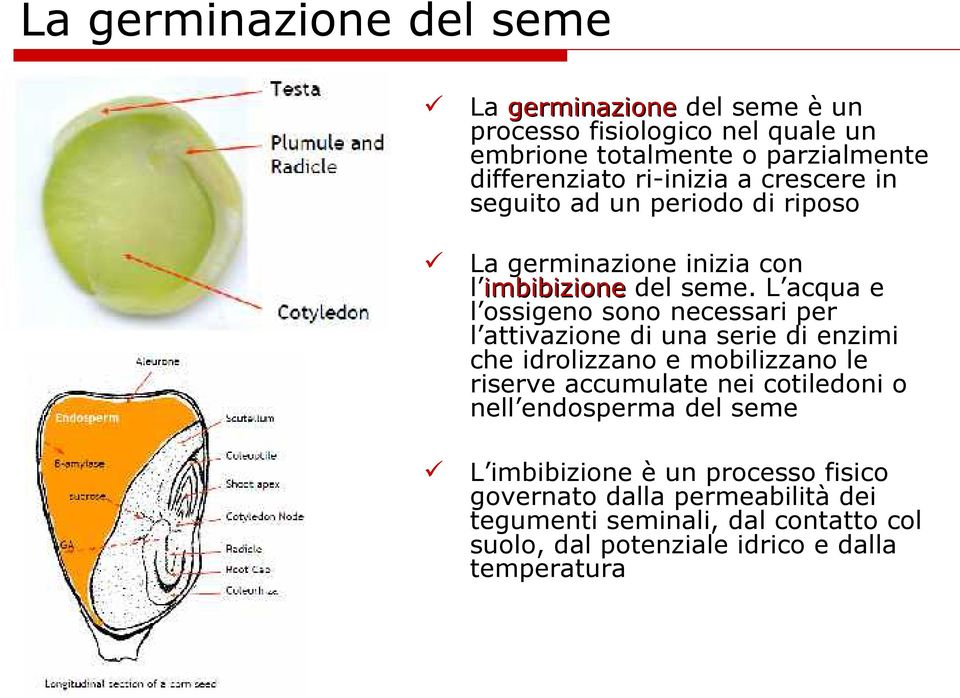 L acqua e l ossigeno sono necessari per l attivazione di una serie di enzimi che idrolizzano e mobilizzano le riserve accumulate nei