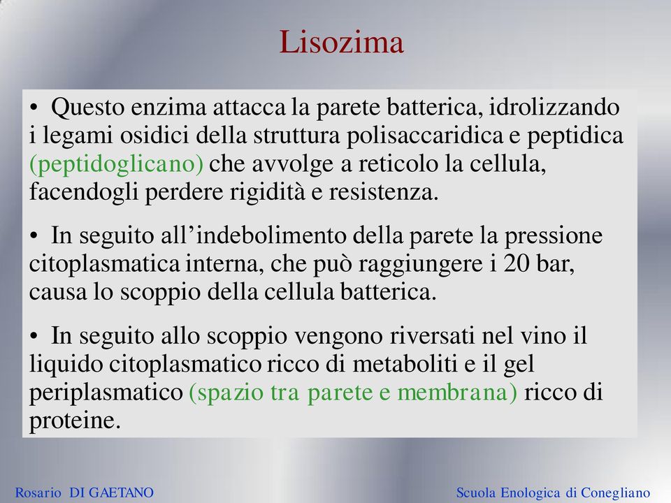 In seguito all indebolimento della parete la pressione citoplasmatica interna, che può raggiungere i 20 bar, causa lo scoppio della