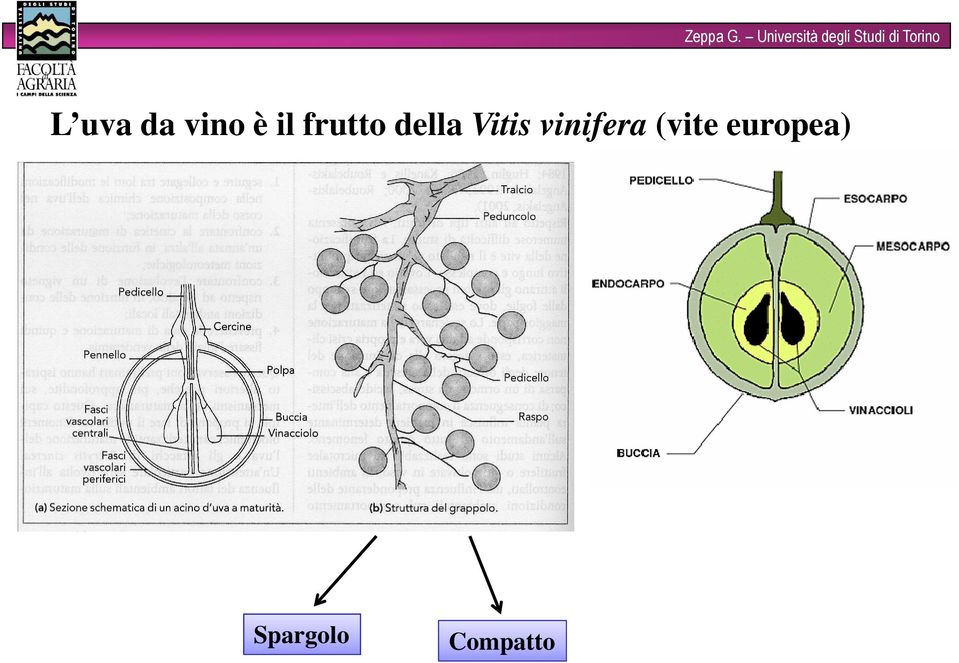 vinifera (vite