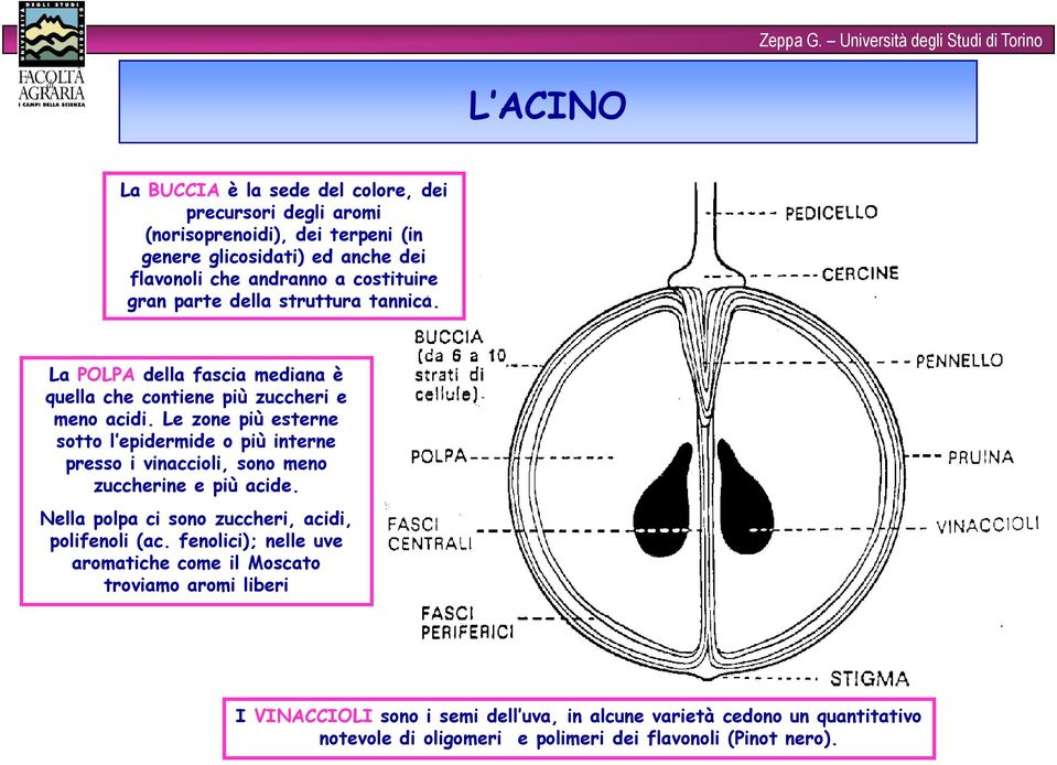 Le zone più esterne sotto l epidermide o più interne presso i vinaccioli, sono meno zuccherine e più acide. Nella polpa ci sono zuccheri, acidi, polifenoli (ac.