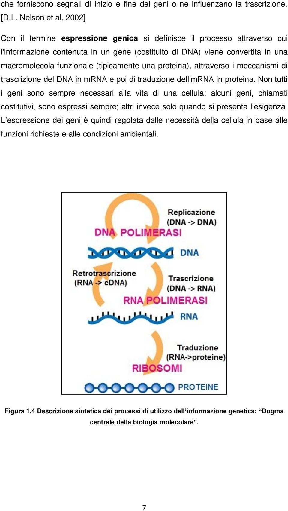 (tipicamente una proteina), attraverso i meccanismi di trascrizione del DNA in mrna e poi di traduzione dell mrna in proteina.