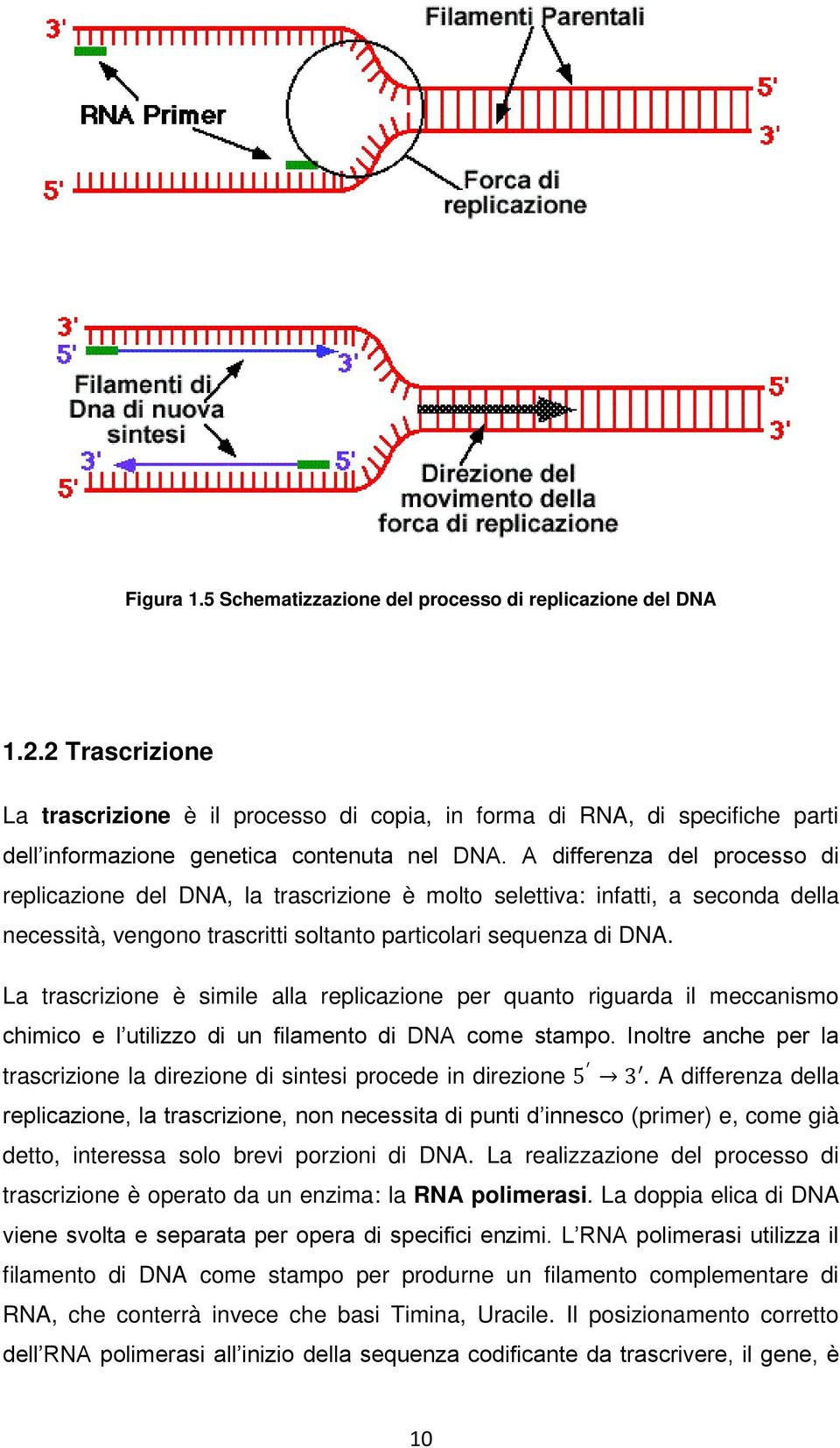 A differenza del processo di replicazione del DNA, la trascrizione è molto selettiva: infatti, a seconda della necessità, vengono trascritti soltanto particolari sequenza di DNA.