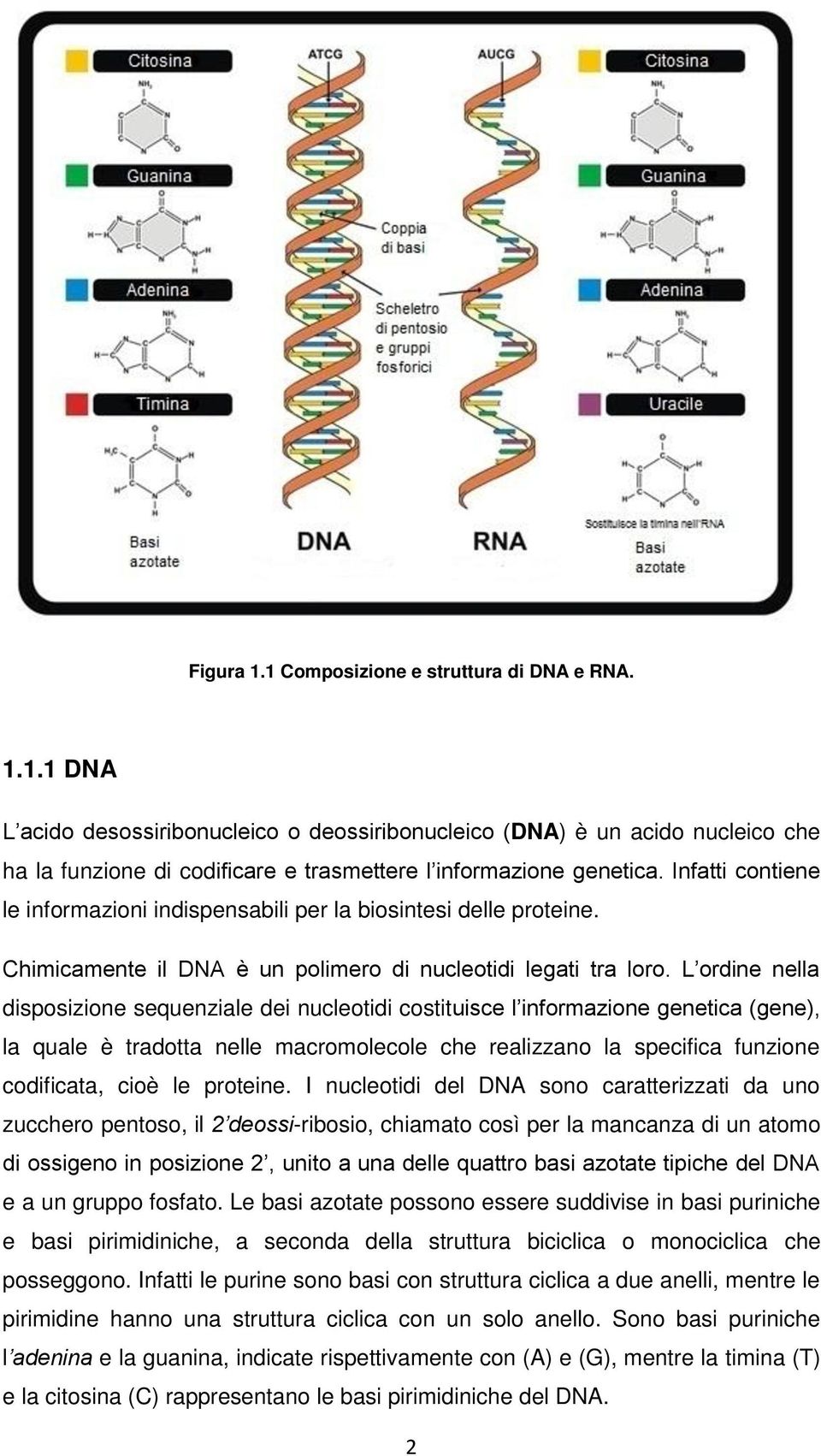 L ordine nella disposizione sequenziale dei nucleotidi costituisce l informazione genetica (gene), la quale è tradotta nelle macromolecole che realizzano la specifica funzione codificata, cioè le