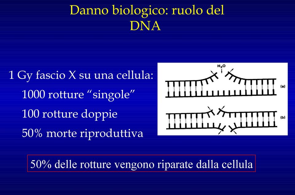 rotture doppie 50% morte riproduttiva 50%