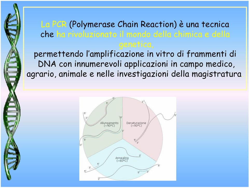 amplificazione in vitro di frammenti di DNA con innumerevoli