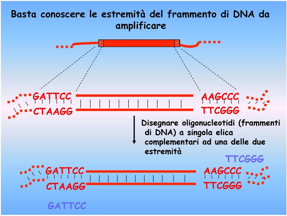 Disegnare oligonucleotidi (frammenti di DNA) a singola