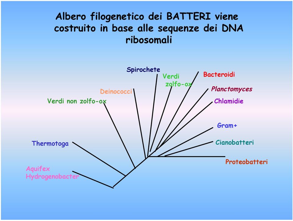 Planctomyces Chlamidie Gram+ Thermotoga