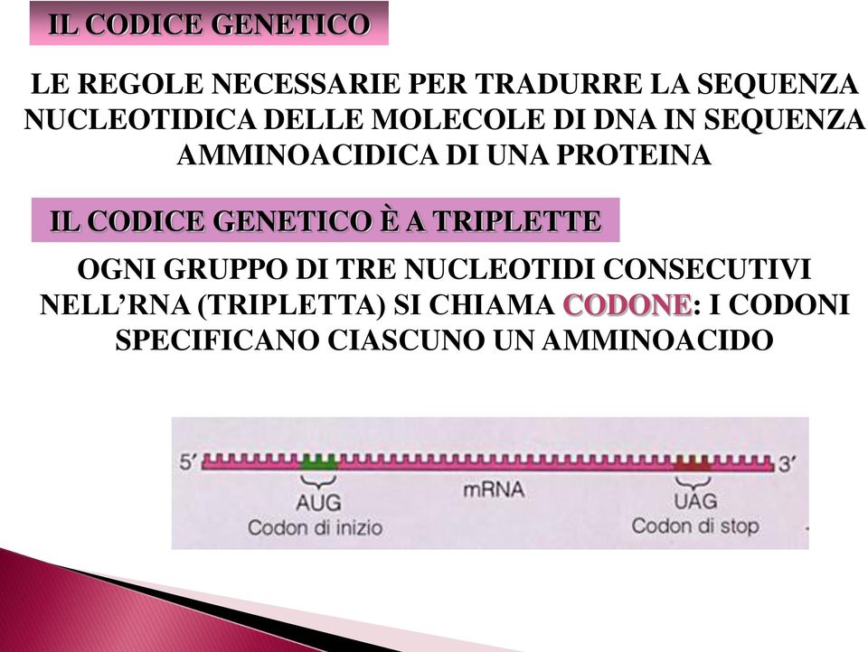 PROTEINA IL CODICE GENETICO È A TRIPLETTE OGNI GRUPPO DI TRE NUCLEOTIDI