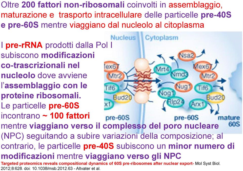 Le particelle pre-60s incontrano ~ 100 fattori mentre viaggiano verso il complesso del poro nucleare (NPC) seguitando a subire variazioni della composizione; al contrario, le particelle