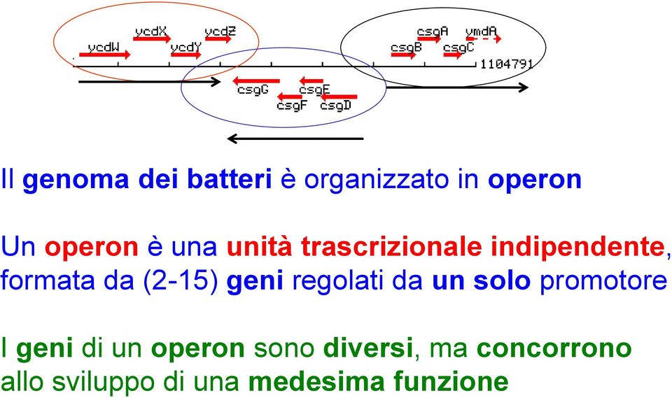 geni regolati da un solo promotore I geni di un operon