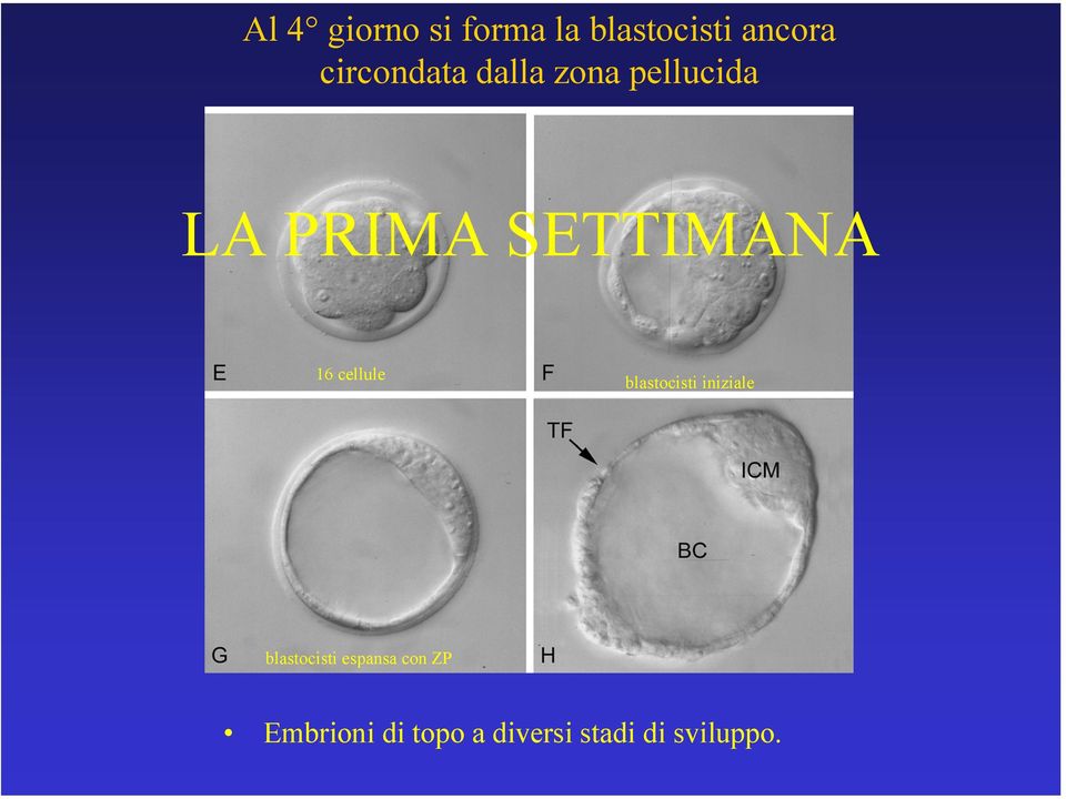 SETTIMANA 16 cellule blastocisti iniziale