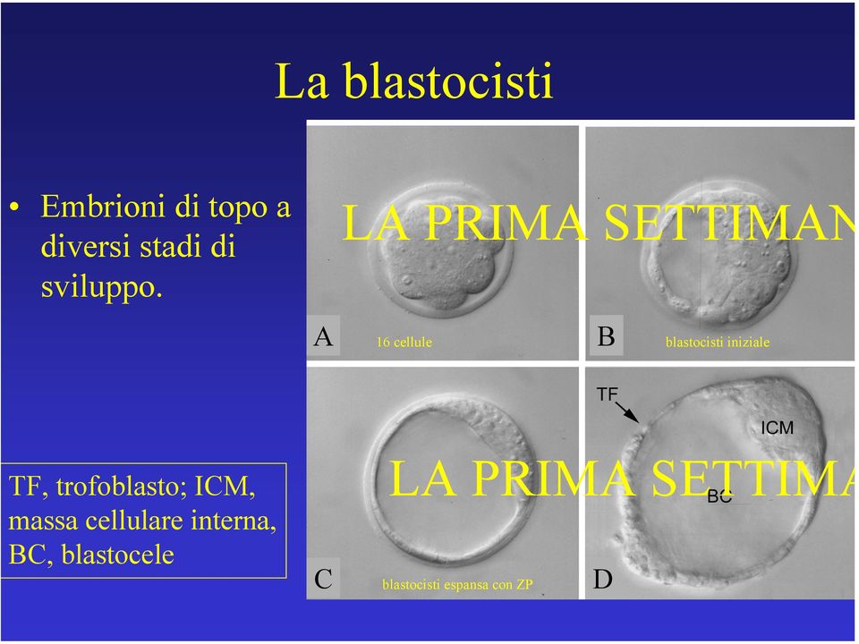 A LA PRIMA SETTIMAN 16 cellule blastocisti iniziale B