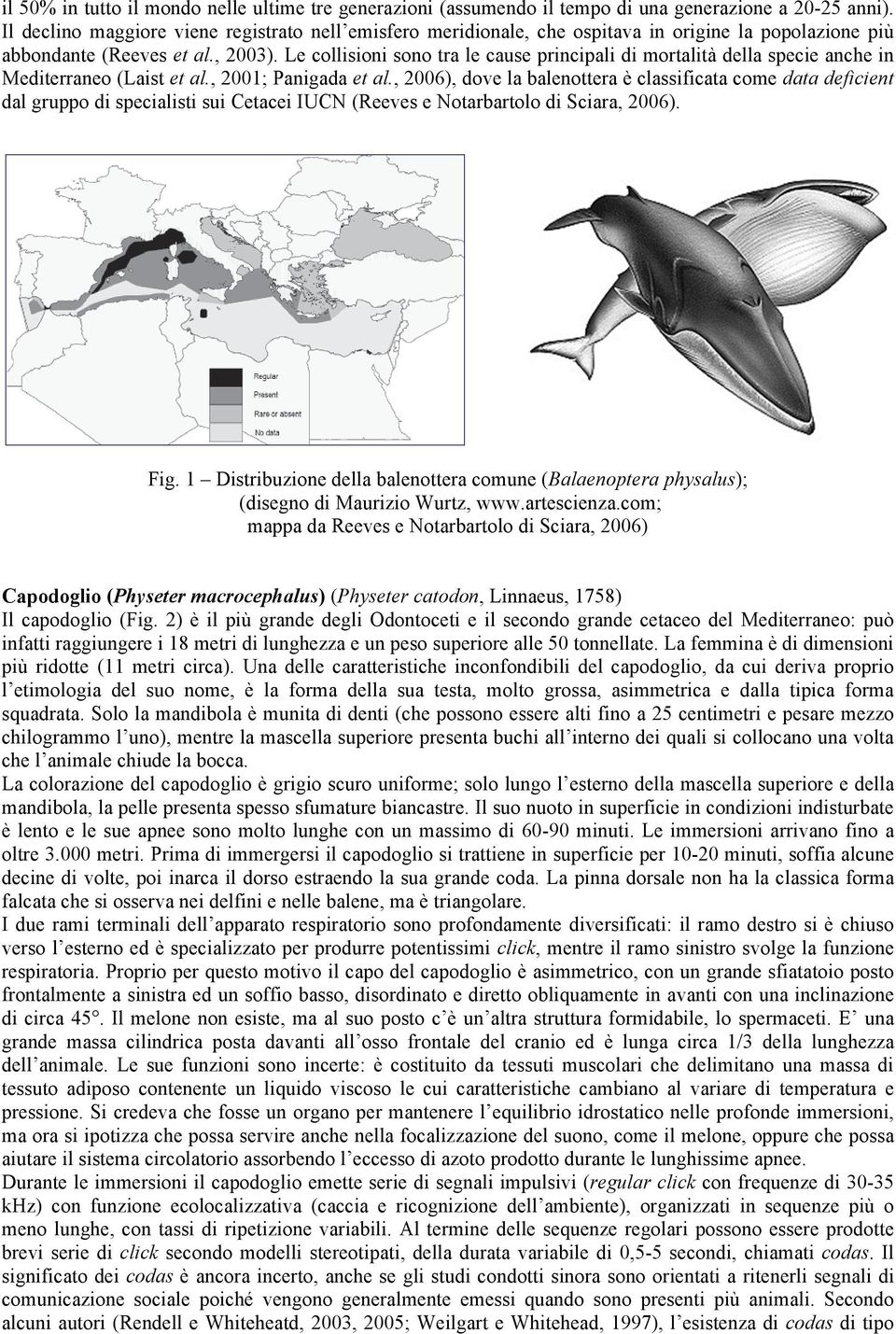 Le collisioni sono tra le cause principali di mortalità della specie anche in Mediterraneo (Laist et al., 2001; Panigada et al.