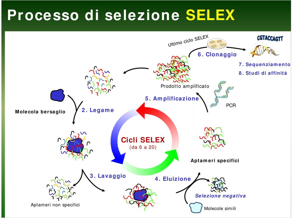 Amplificazione PCR Cicli SELEX (da 6 a 20) Aptameri specifici 3.