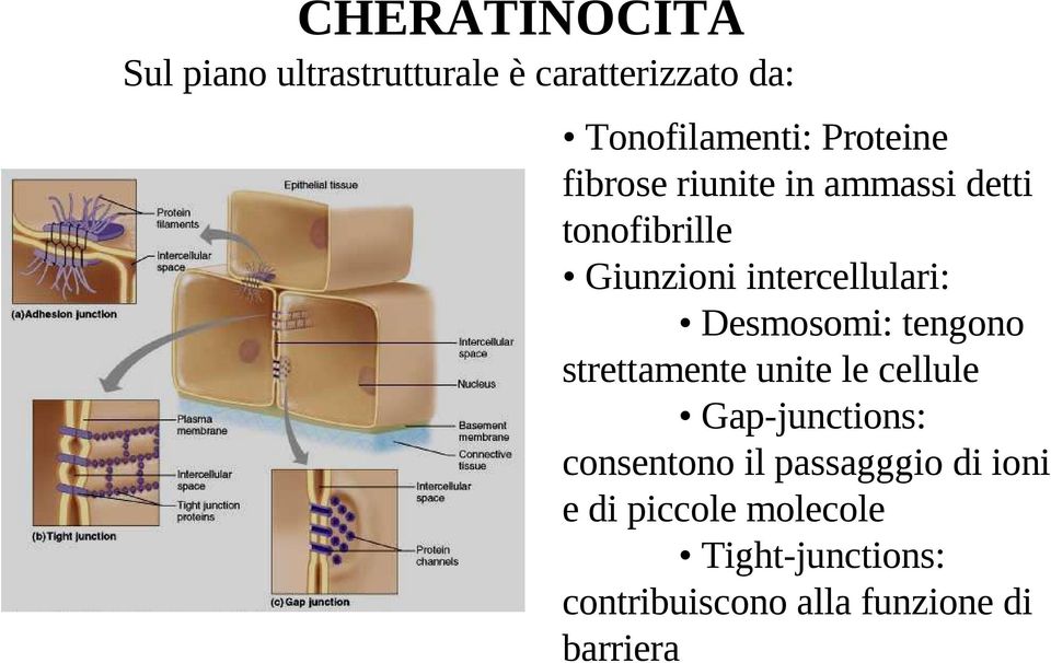 Desmosomi: tengono strettamente unite le cellule Gap-junctions: consentono il