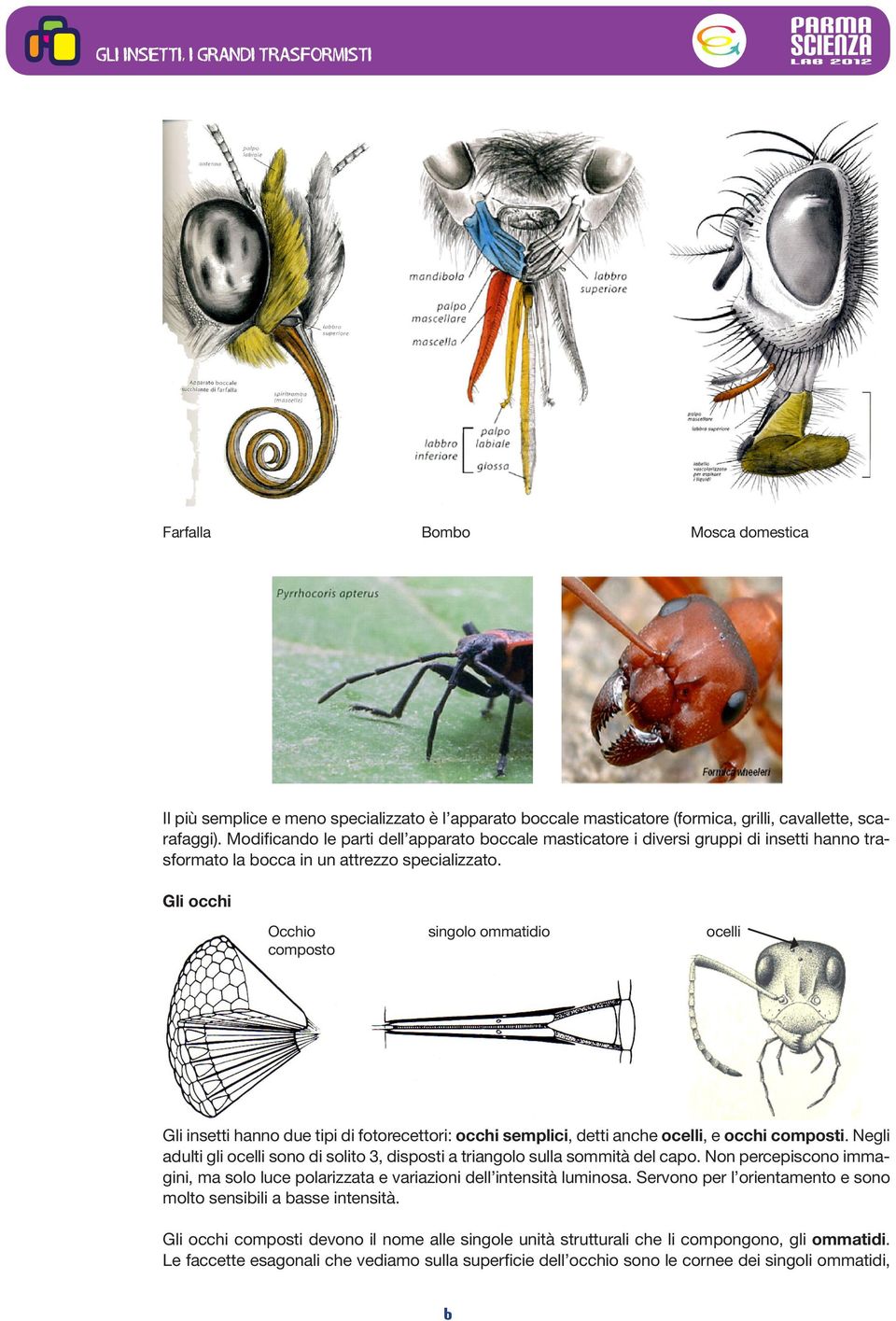 Gli occhi Occhio composto singolo ommatidio ocelli Gli insetti hanno due tipi di fotorecettori: occhi semplici, detti anche ocelli, e occhi composti.