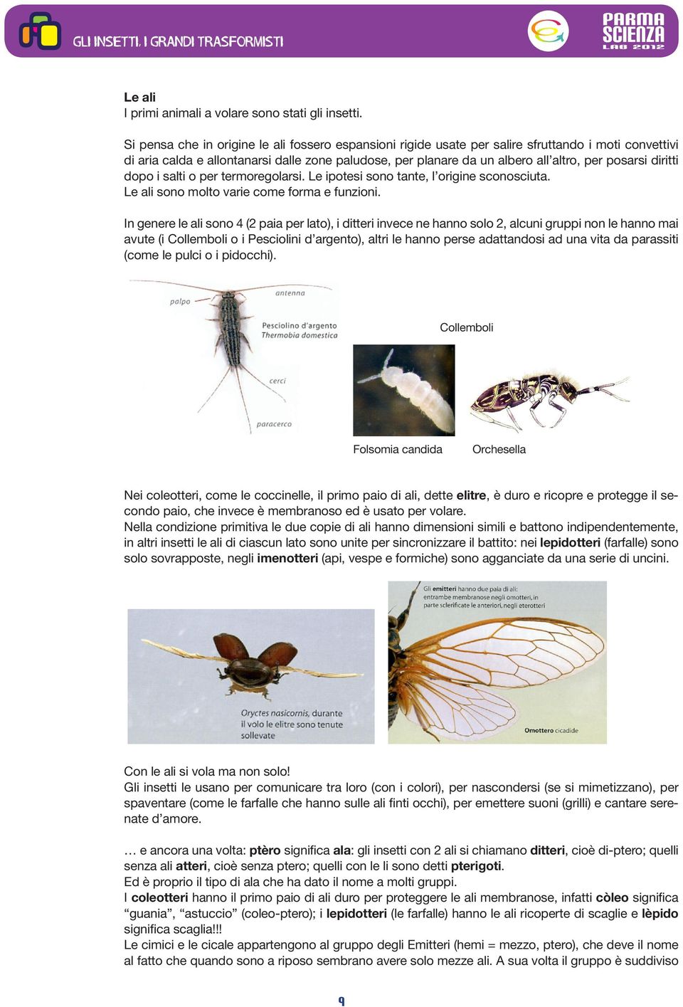 posarsi diritti dopo i salti o per termoregolarsi. Le ipotesi sono tante, l origine sconosciuta. Le ali sono molto varie come forma e funzioni.