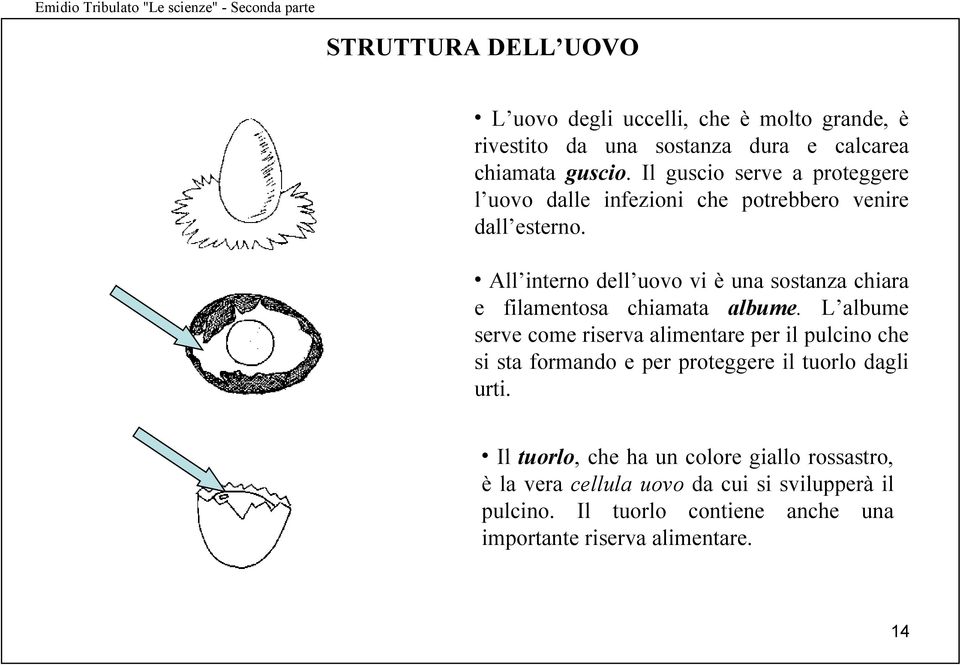 All interno dell uovo vi è una sostanza chiara e filamentosa chiamata albume.