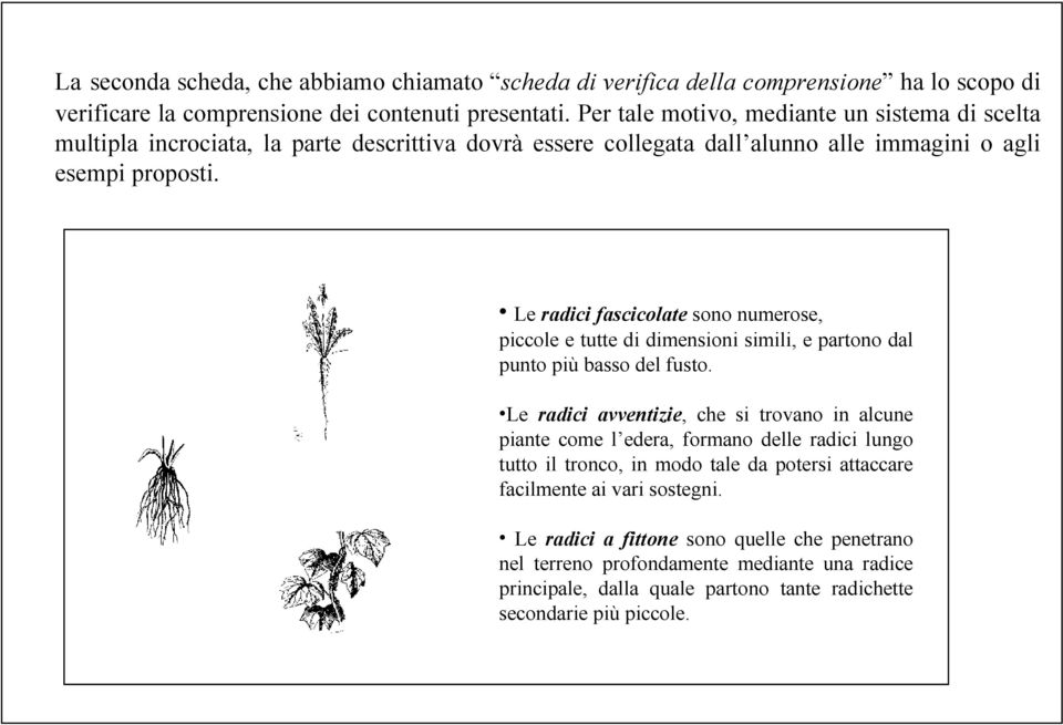 Le radici fascicolate sono numerose, piccole e tutte di dimensioni simili, e partono dal punto più basso del fusto.