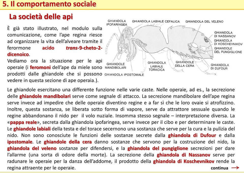 Le ghiandole esercitano una differente funzione nelle varie caste. Nelle operaie, ad es., la secrezione delle ghiandole mandibolari serve come segnale di attacco.