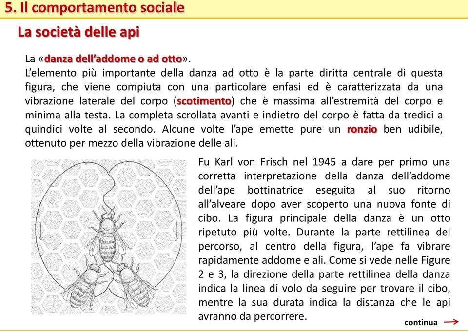 (scotimento) che è massima all estremità del corpo e minima alla testa. La completa scrollata avanti e indietro del corpo è fatta da tredici a quindici volte al secondo.