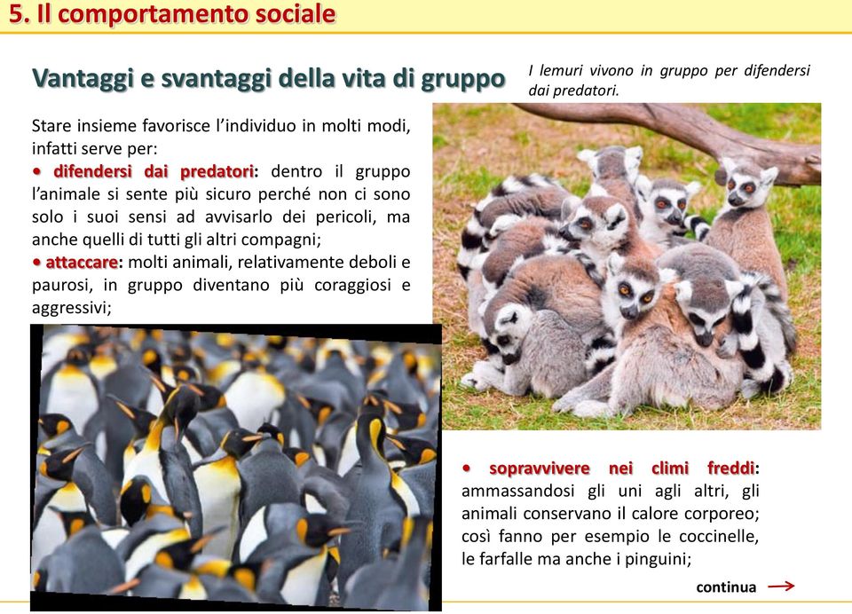 sono solo i suoi sensi ad avvisarlo dei pericoli, ma anche quelli di tutti gli altri compagni; attaccare: molti animali, relativamente deboli e paurosi, in