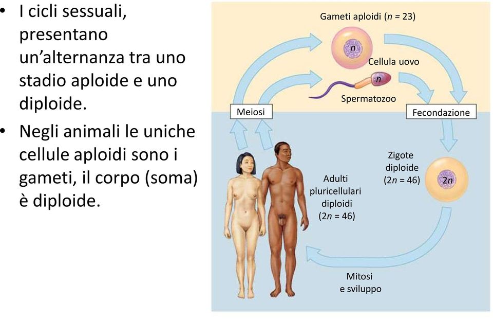 Meiosi Gameti aploidi (n = 23) n Adulti pluricellulari diploidi (2n = 46) Cellula