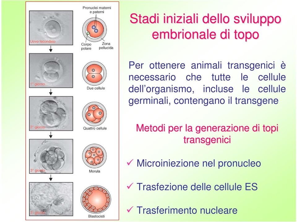 cellule germinali, contengano il transgene Metodi per la generazione di topi