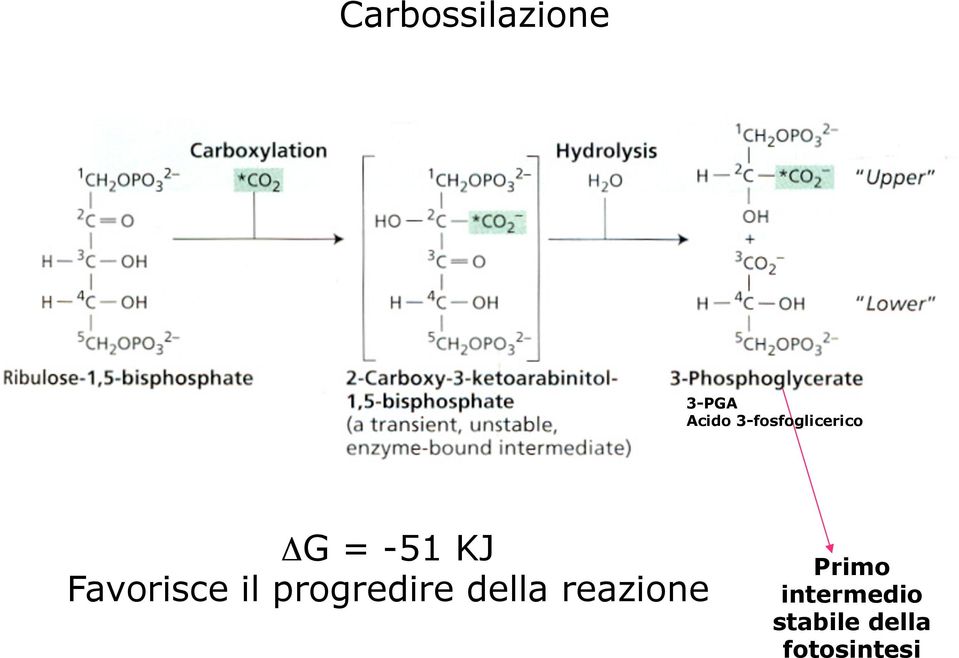 Favorisce il progredire della