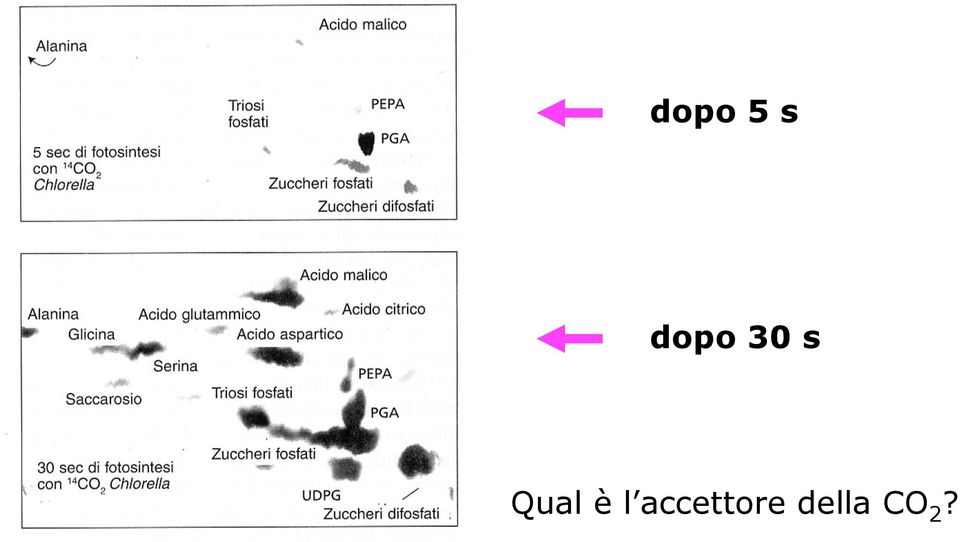 Qual è l