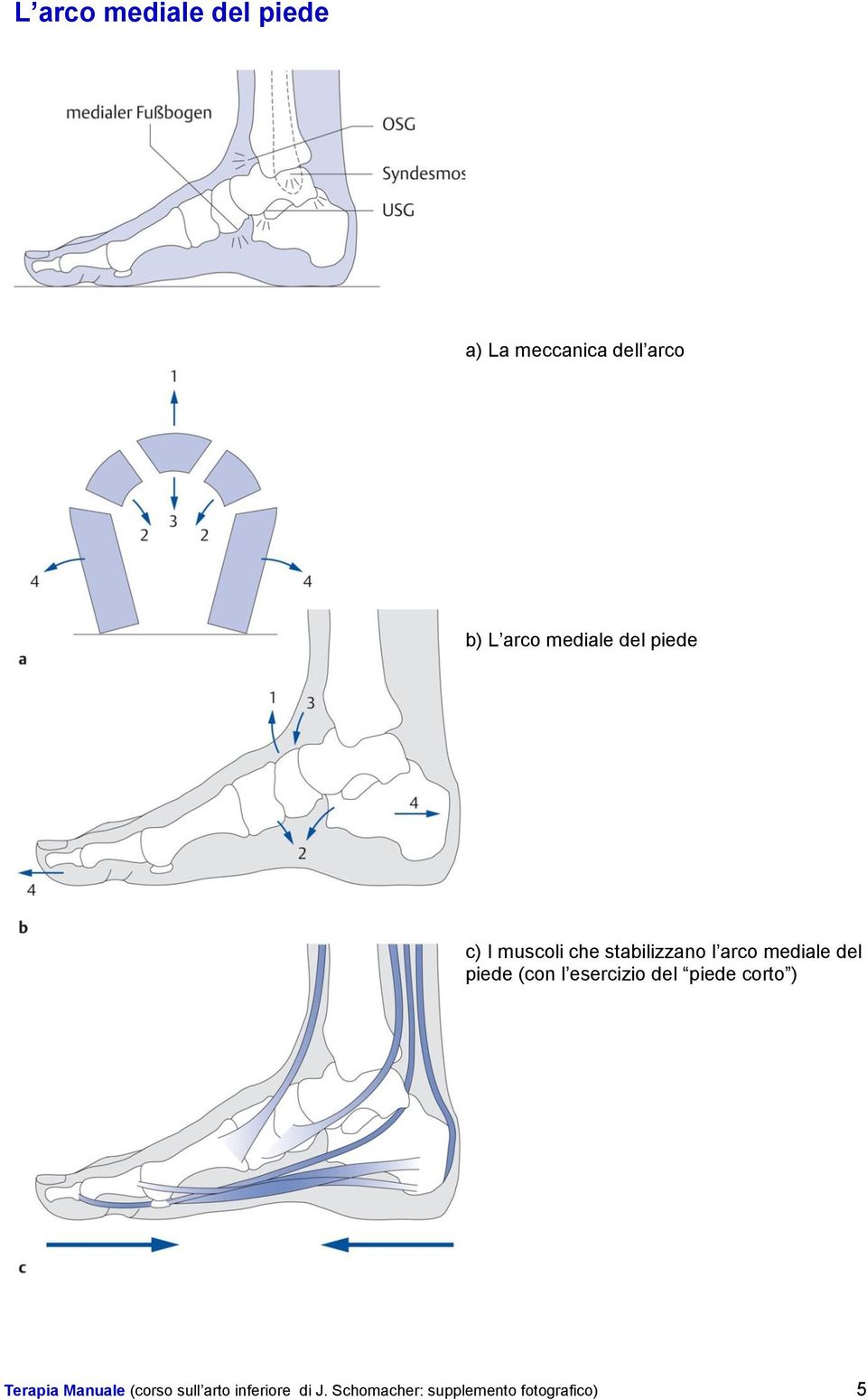 del piede (con l esercizio del piede corto ) Terapia Manuale