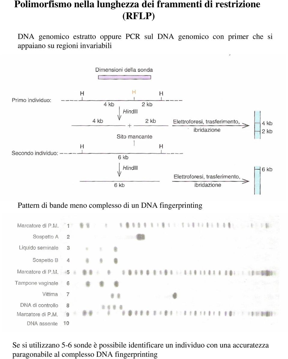 di bande meno complesso di un DNA fingerprinting Se si utilizzano 5-6 sonde è possibile