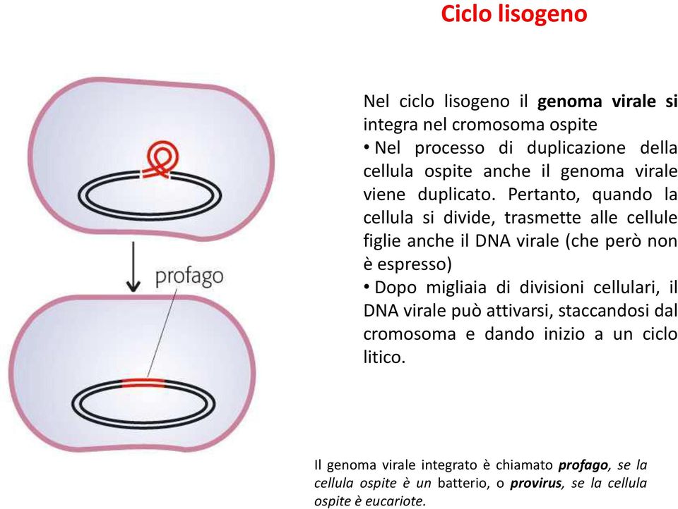Pertanto, quando la cellula si divide, trasmette alle cellule figlie anche il DNA virale (che però non è espresso) Dopo migliaia di