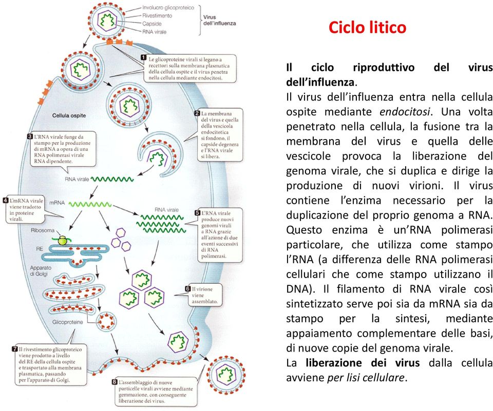 Il virus contiene l enzima necessario per la duplicazione del proprio genoma a RNA.