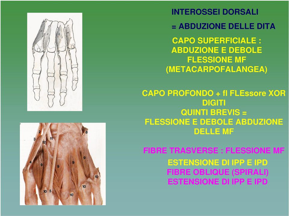 DIGITI QUINTI BREVIS = FLESSIONE E DEBOLE ABDUZIONE DELLE MF FIBRE TRASVERSE