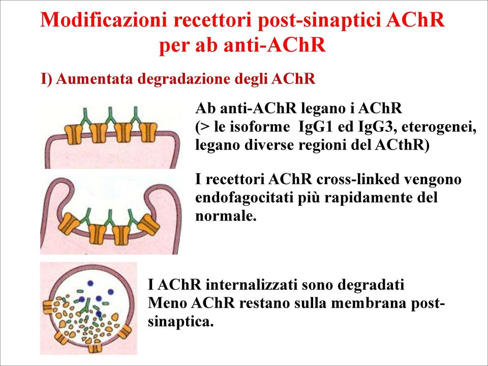 diverse regioni del ACthR) I recettori AChR cross-linked vengono endofagocitati più