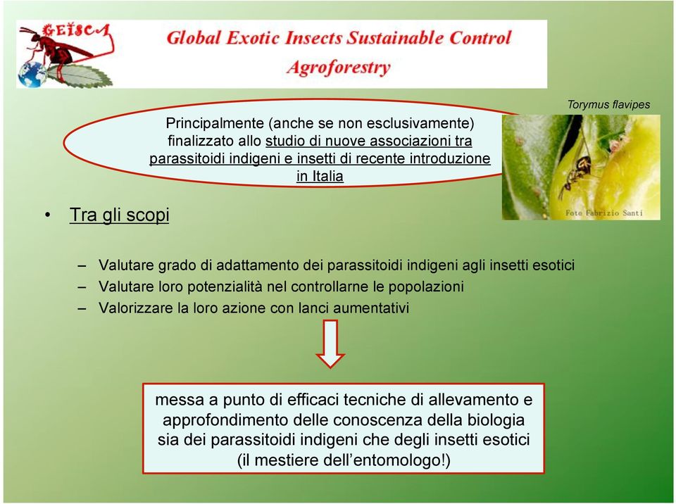 loro potenzialità nel controllarne le popolazioni Valorizzare la loro azione con lanci aumentativi messa a punto di efficaci tecniche di