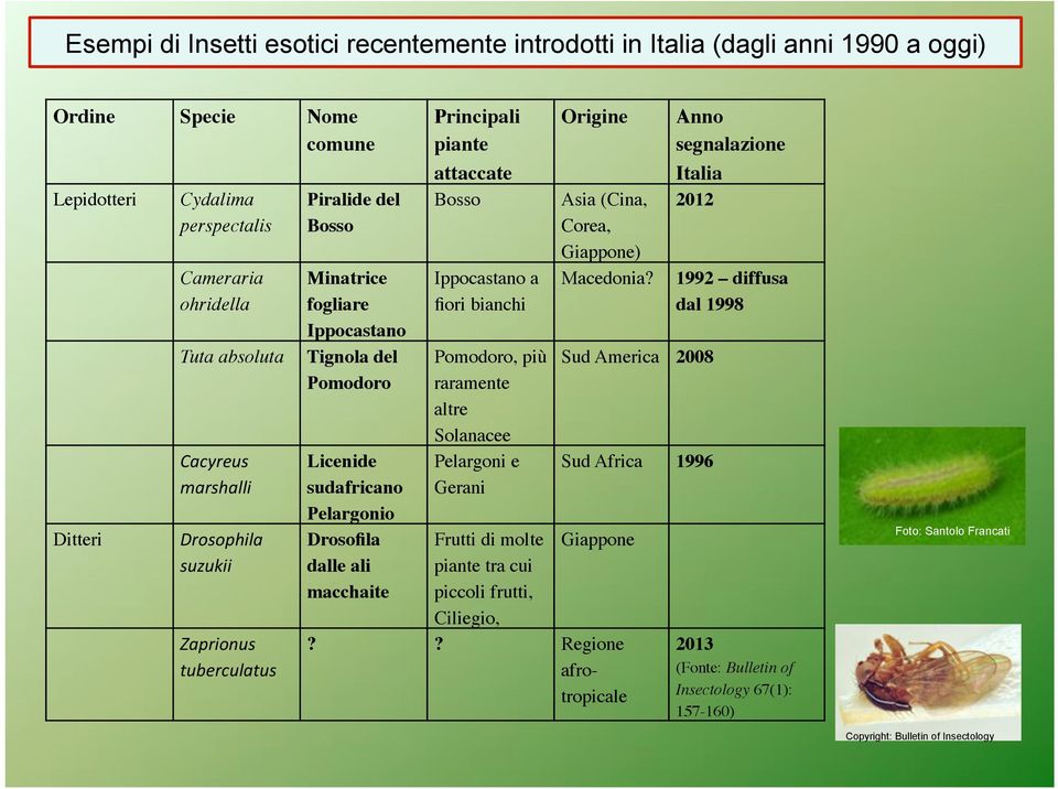 Drosofila dalle ali macchaite! Principali piante attaccate! Bosso! Ippocastano a fiori bianchi! Pomodoro, più raramente altre Solanacee! Pelargoni e Gerani!