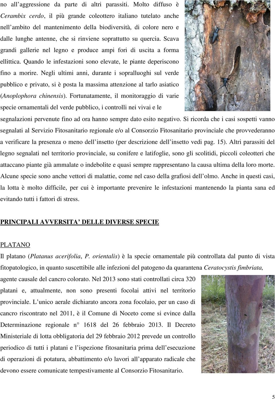 quercia. Scava grandi gallerie nel legno e produce ampi fori di uscita a forma ellittica. Quando le infestazioni sono elevate, le piante deperiscono fino a morire.