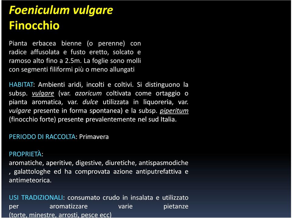 azoricum coltivata come ortaggio o pianta aromatica, var. dulce utilizzata in liquoreria, var. vulgare presente in forma spontanea) ela subsp.